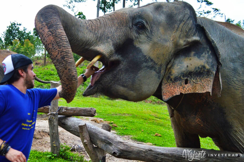 elefantes em chiang mai elephant sanctuary