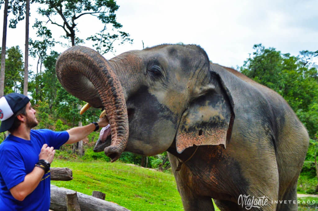 elefantes em chiang mai elephant sanctuary