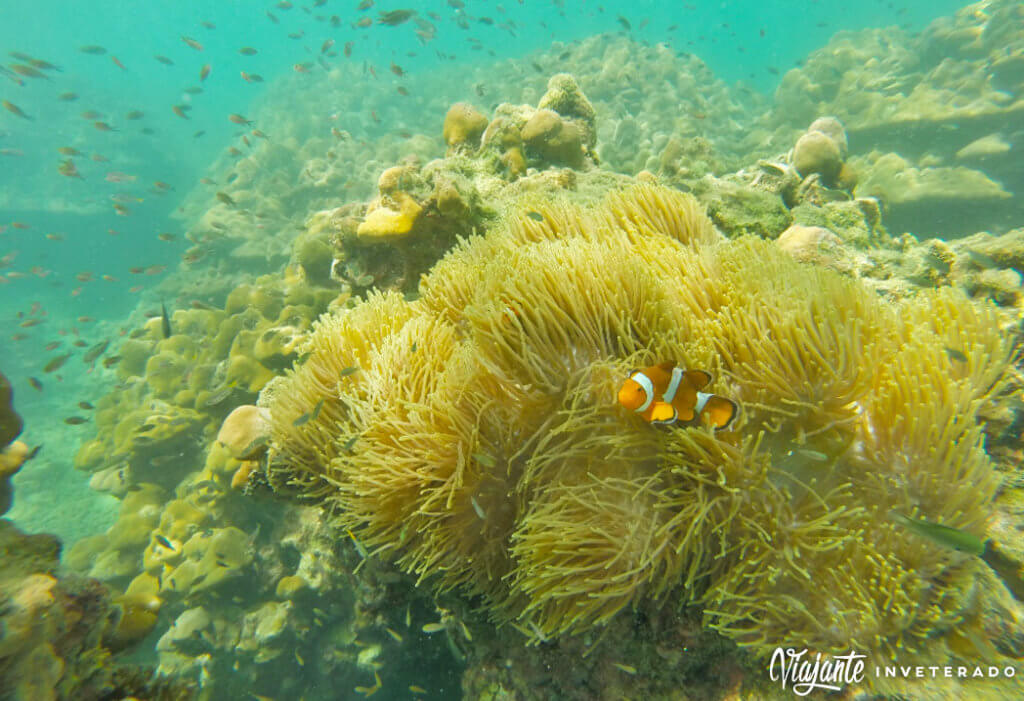 snorkeling poda island clown fish nemo